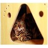 【红金豹】烟台宠物猫烟台宠物猫去哪买烟台宠物猫多少钱
