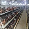 夏津三益育成鸡专业供应青年鸡杭州青年鸡场