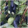 鸡西蓝靛果苗——沈阳品种好的蓝靛果苗木供应
