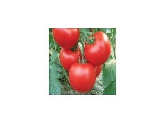 西红柿上哪买比较实惠_长清西红柿的格图1