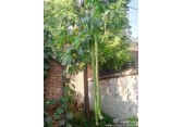 4米超长太空丝瓜种子