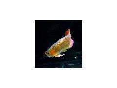【大正水】烟台热带鱼烟台热带观赏鱼烟台热带鱼哪家好图1