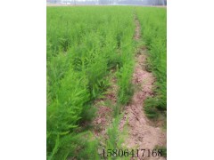 绿芦笋专业种植合作社 大量供应优质芦笋种苗图1