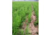 绿芦笋专业种植合作社 大量供应优质芦笋种苗