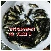 供应广州优质的鱼苗