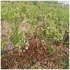 青岛求购蓝莓种苗_专业可靠的蓝莓苗，风安达倾力推荐