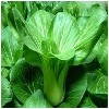 扬州市绿林蔬菜合作社专业供应叶菜类蔬菜，提供扬州绿色蔬菜