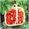 郑州比较好玩的草莓采摘园胖哥草莓采摘【好玩又好吃】