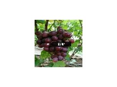 广西新郁葡萄苗批发_葫芦岛品种好的新郁葡萄苗供应图1