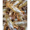 连云港口碑好的小龙虾幼苗报|南川特色龙虾如何饲养