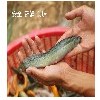 买盘锦泥鳅寸苗就来盘锦达洋水产，为您提供优质的盘锦泥鳅水花苗