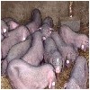 宿迁优质的小猪苗提供商|潮州猪苗格