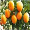乐天果业供应报合理的柑橘，柑橘厂家批发