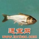 求購(gòu)白鰱魚、小鯽魚