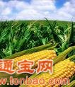 现款求购玉米 小麦 麸皮 次粉5000吨