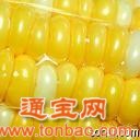 武汉金山饲料厂常年求购大米大豆小麦玉米