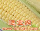 武漢金山飼料廠(chǎng)常年求購大米玉米大豆小麥