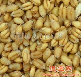 求购玉米小麦麸皮棉粕菜粕豆粕鱼粉次粉肉骨粉