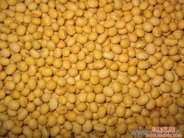 黄陂外贸求购东北玉米、大豆、高粱、蚕豆等农产品