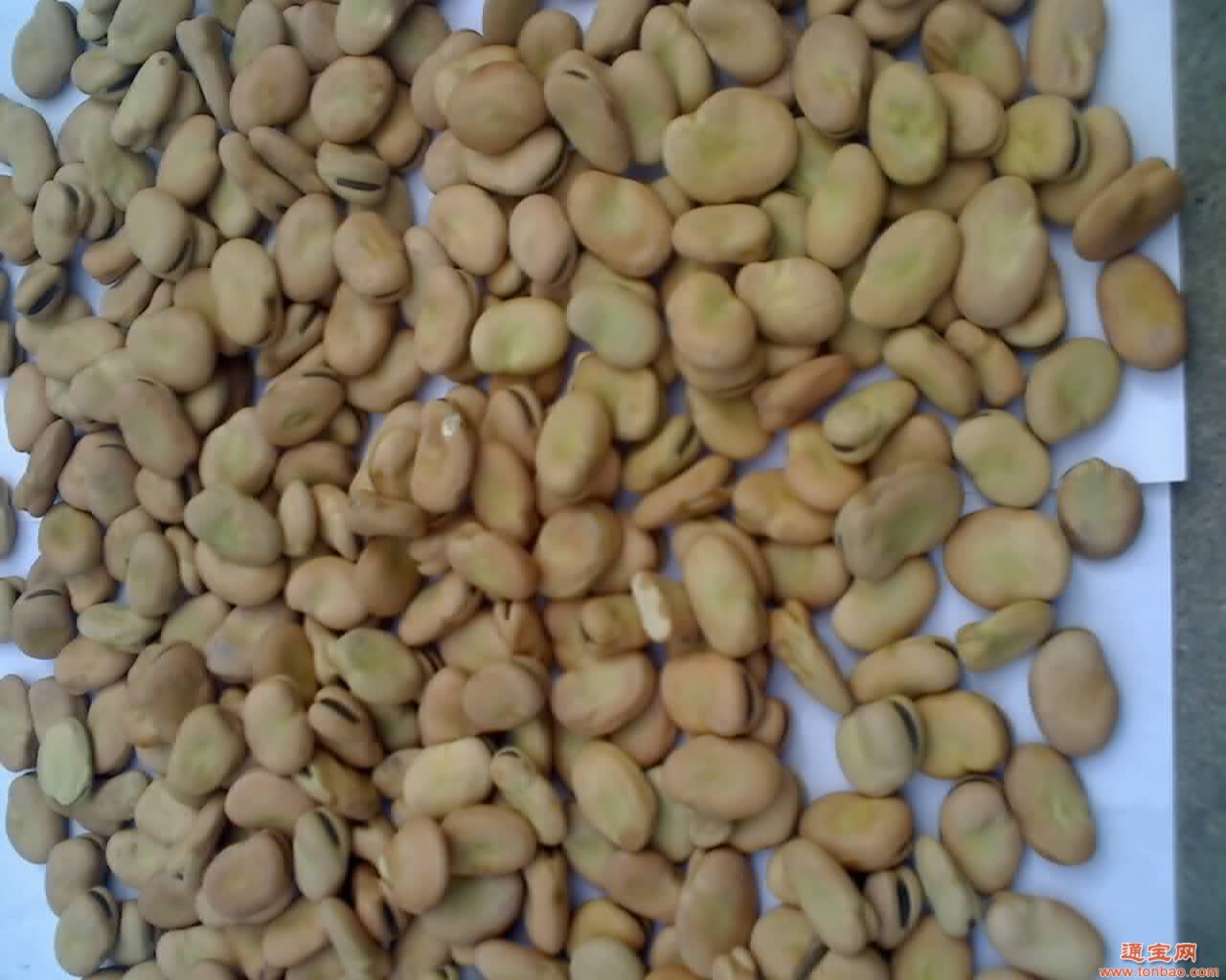 玉粮现金求蚕豆籼米高粱