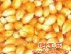 富阳饲料长期大量需求玉米次粉大麦小麦棉粕