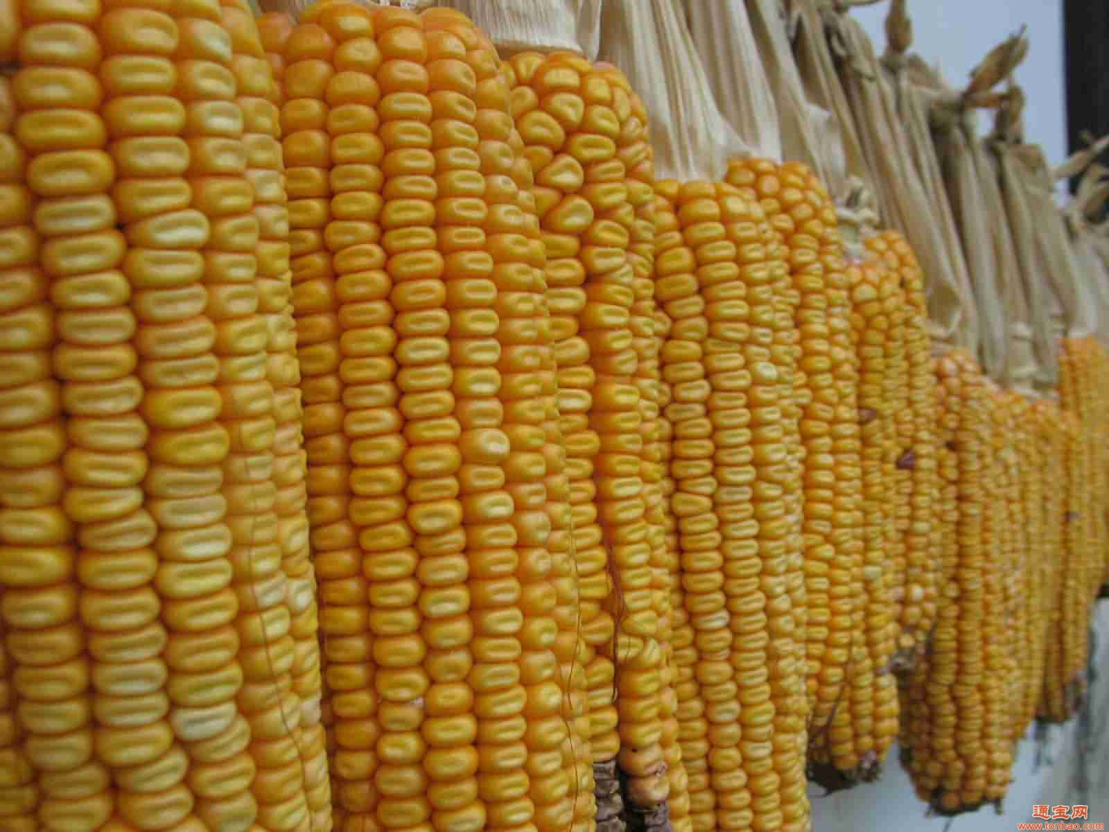 ：现金收购：玉米、次粉、大麦、棉粕、大豆、小麦等饲料