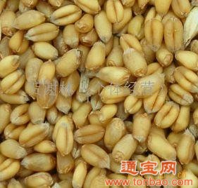 求購玉米小麥棉粕菜粕豆粕玉米胚芽粕