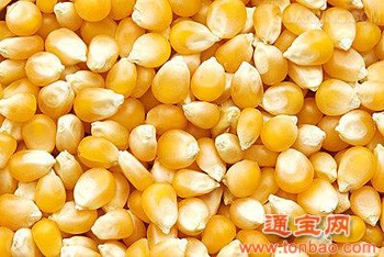 求购玉米碎米棉粕菜粕